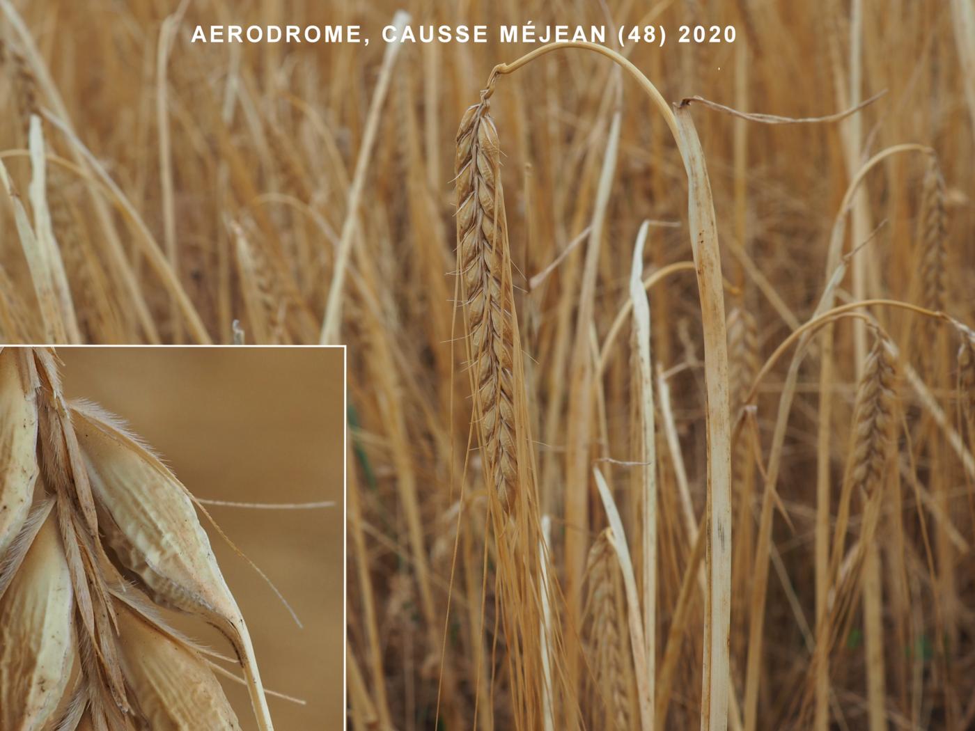 Barley, Winter fruit